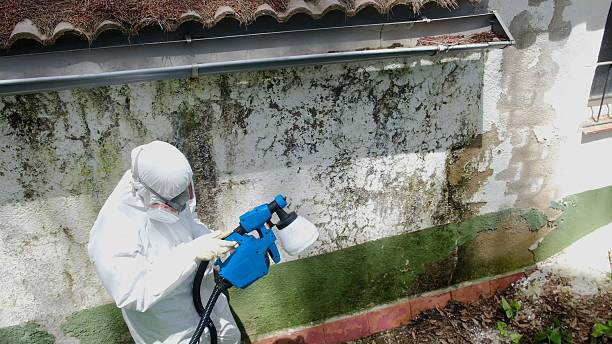 Top rated local Mold Removal specialists in Westover, PA